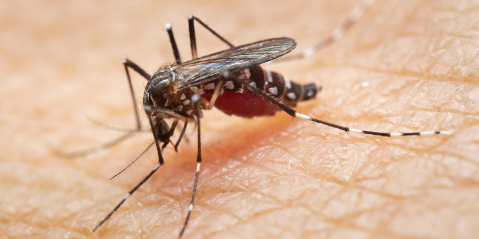 Mosquito da Dengue Hemorrágica