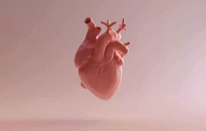 Modelo de coração em 3d