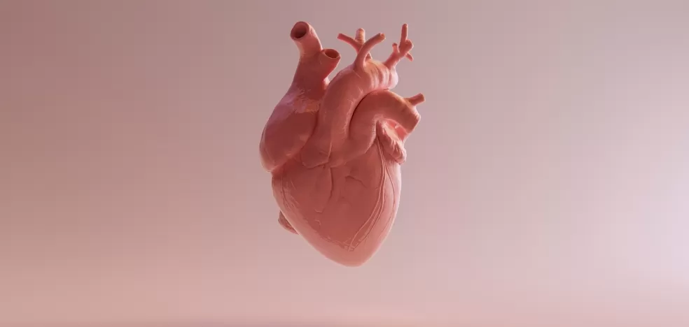 Modelo de coração 3d