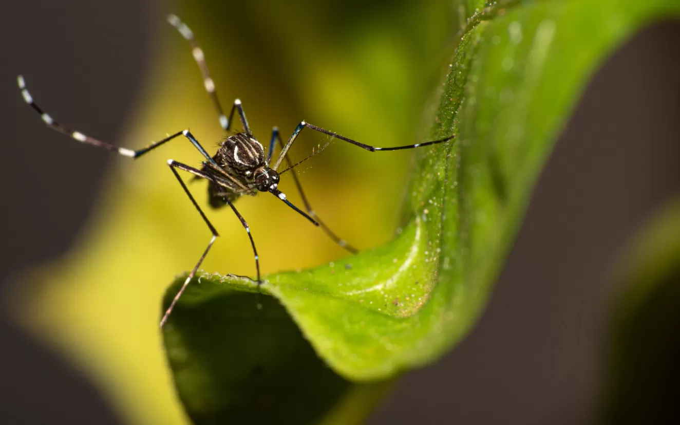 Foto do mosquito da dengue, Aedes aegypti, pousado sobre uma folha