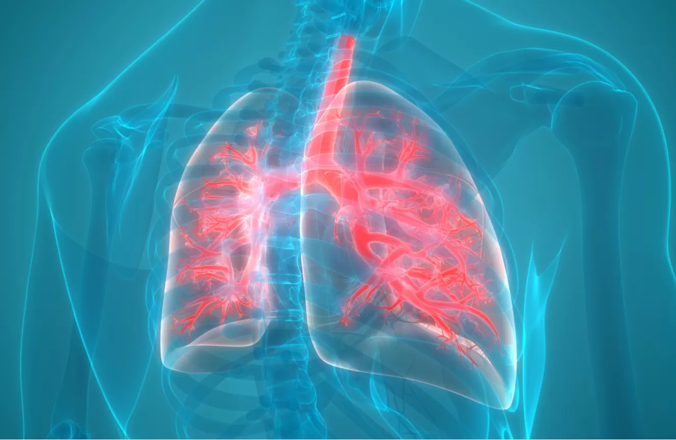 Ilustração digital com destaque para os pulmões e suas partes internas